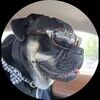 bullpugs